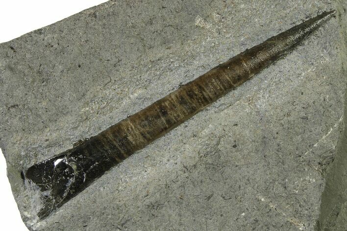 Fossil Belemnite (Acrocoelites) Rostrum - Germany #335222